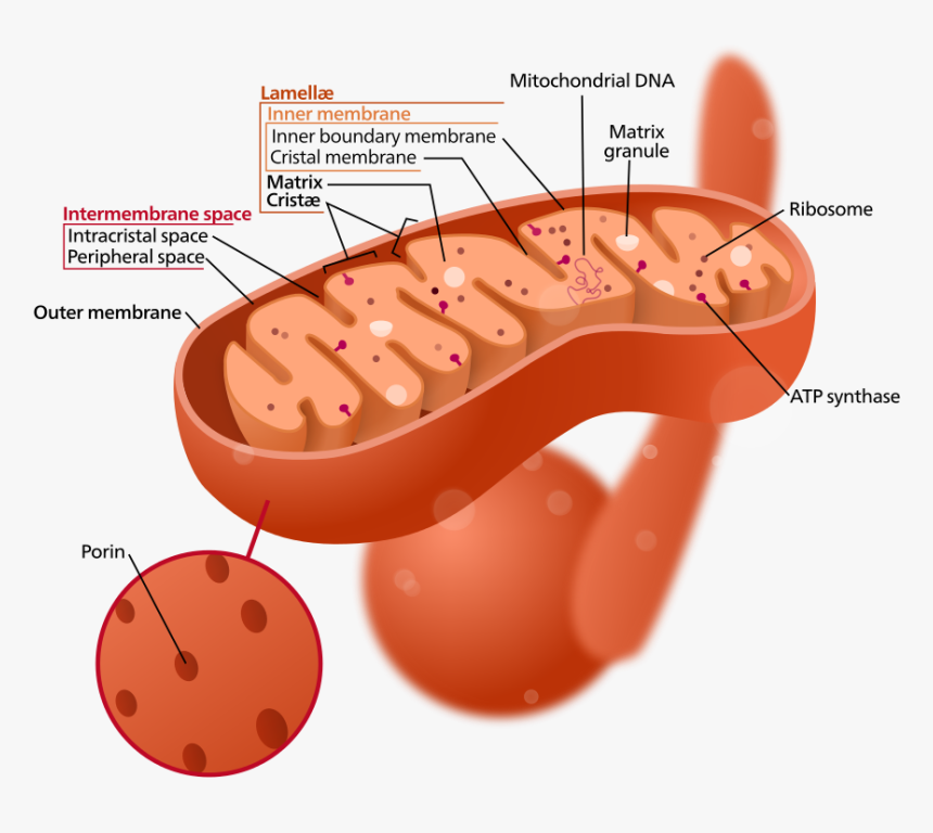 Cross Section Of A Mitochondria, HD Png Download, Free Download