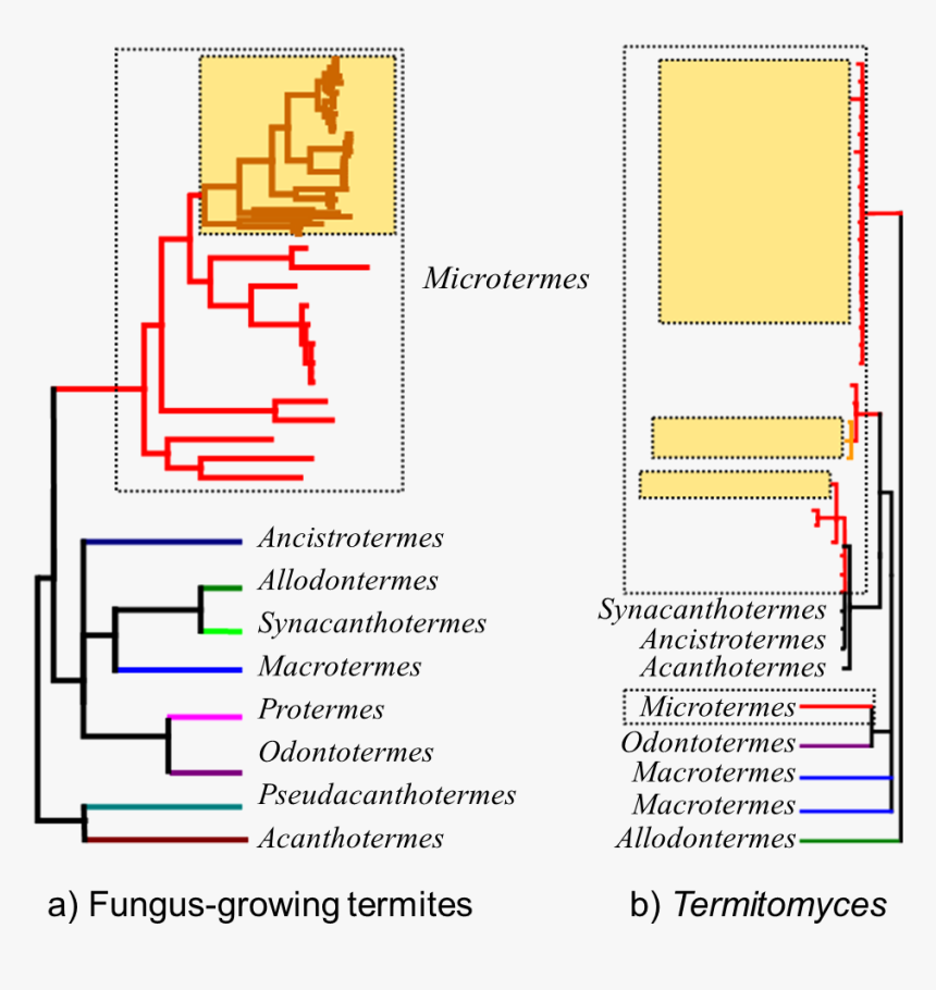 Fungus Growing Termite Phylogeny, HD Png Download, Free Download