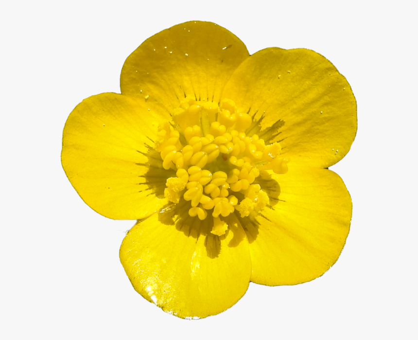 Transparent Buttercup Flower Png - Buttercup Flower Transparent Background, Png Download, Free Download