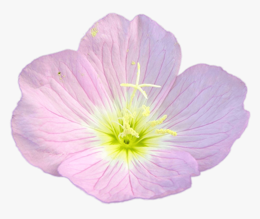 Pink Buttercup - Pink Primrose Transparent, HD Png Download, Free Download