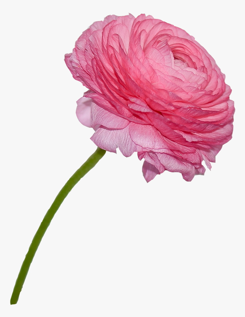 Buttercup, Rosa, Flower, Nature, Transparent Background - Flor Png, Png Download, Free Download