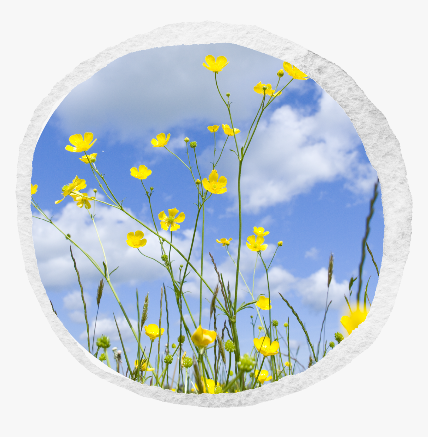 Transparent Buttercup Flower Png - Buttercup, Png Download, Free Download