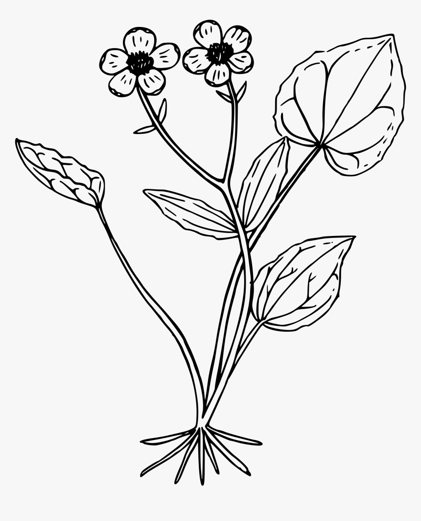 Mountain Buttercup - Buttercup Clipart Black And White, HD Png Download, Free Download