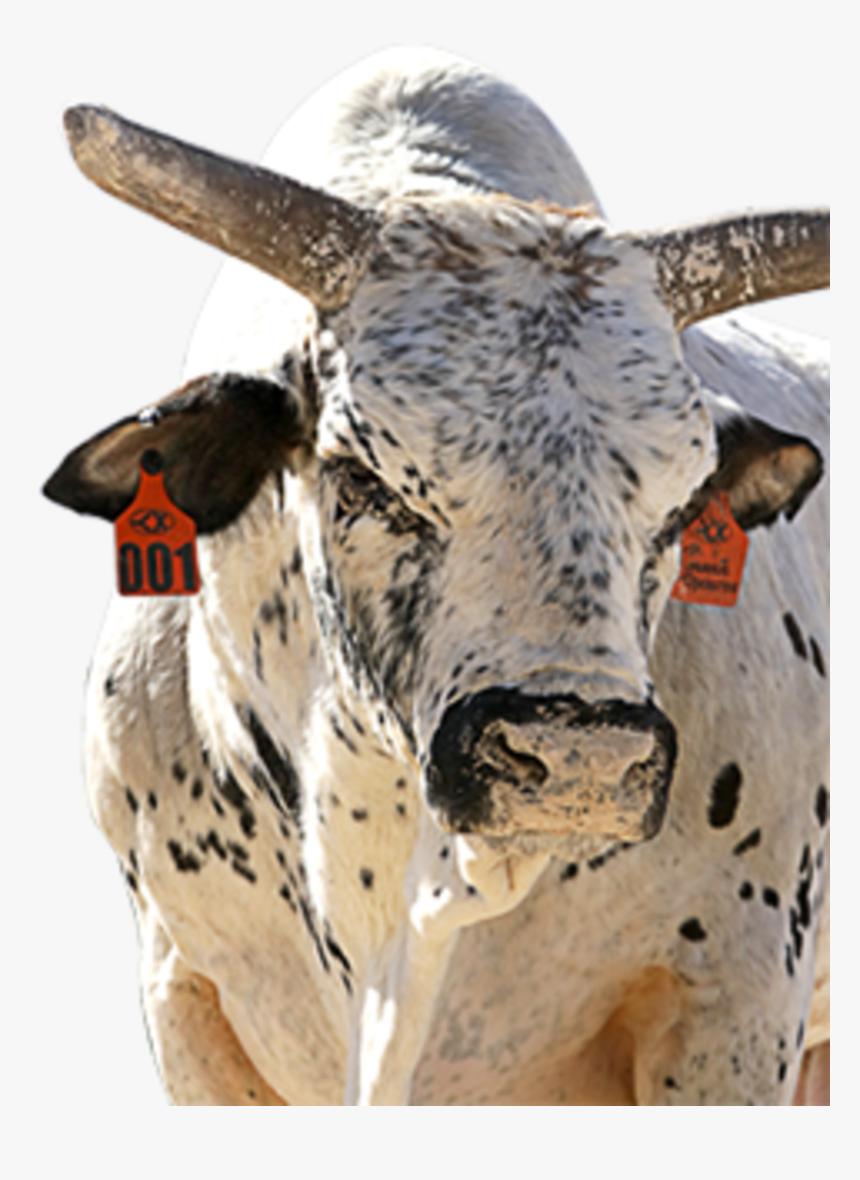 Pbr Bulls Smooth Operator, HD Png Download, Free Download