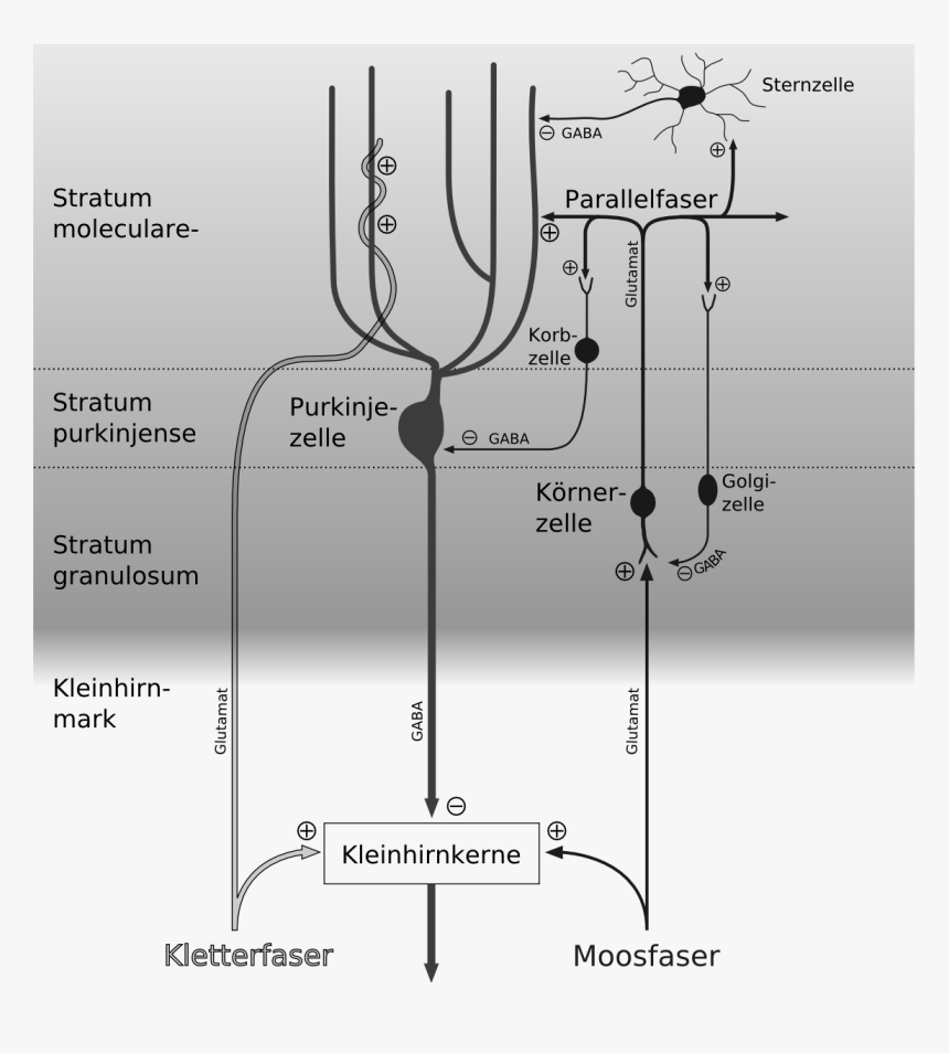 Cerebellar Circuit Grayscale German - Kleinhirn Verschaltung, HD Png Download, Free Download