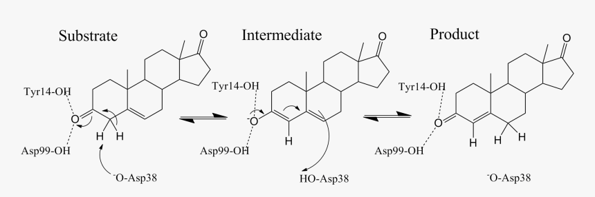 Ksi Mechanism - Delta 5 3 Ketosteroid Isomerase, HD Png Download, Free Download