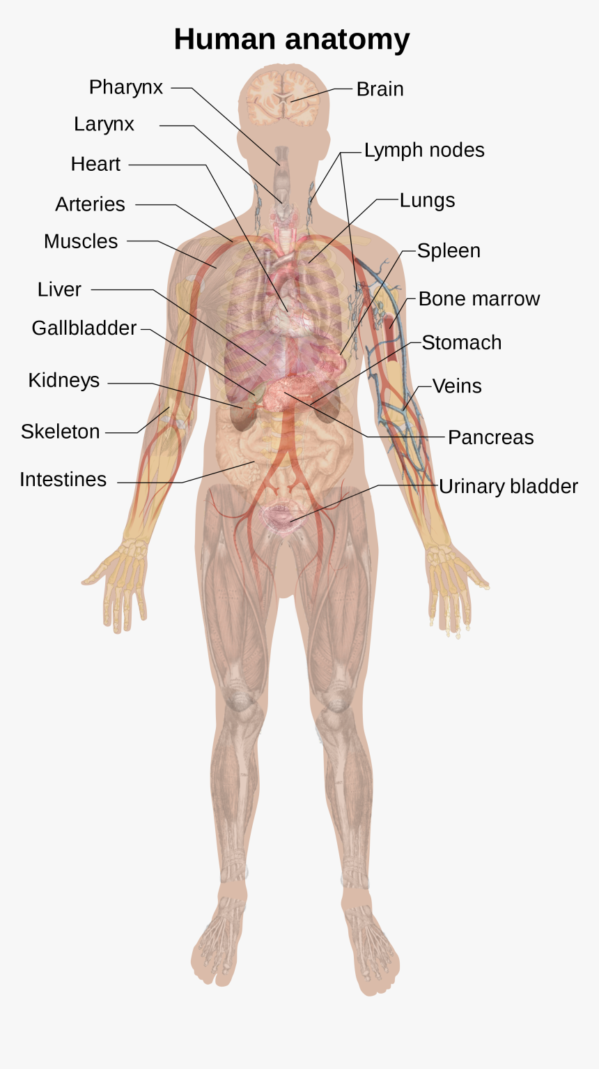 Female Body Labeled Diagram, HD Png Download - kindpng