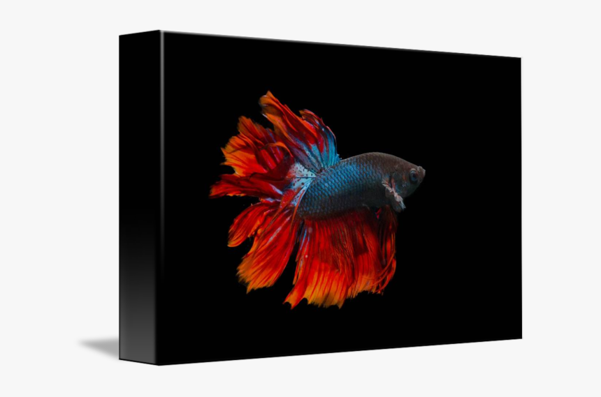 Png Royalty Free My Fish By Dikky, Transparent Png, Free Download