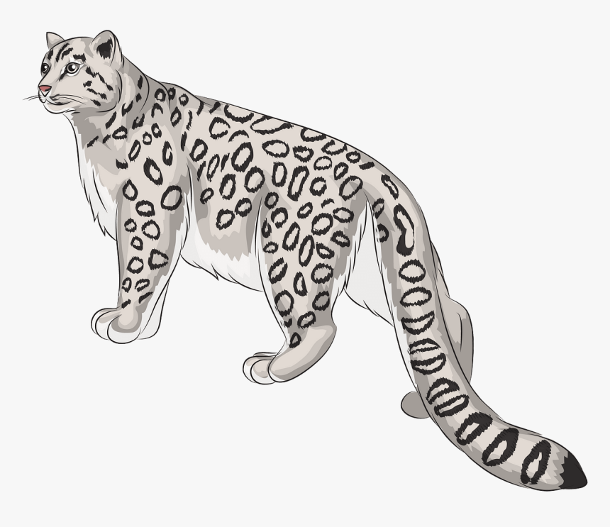 Snow Leopard Png, Transparent Png, Free Download