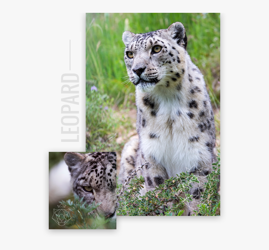 Snow Leopard Png, Transparent Png, Free Download