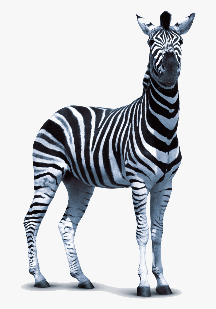 Zebra Png Vector, Clipart, Psd, Transparent Png, Free Download