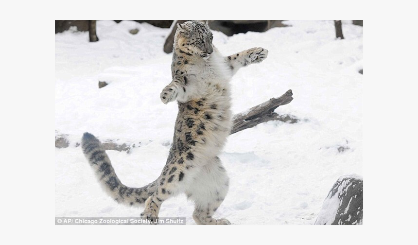 Snow Leopard Png, Transparent Png, Free Download