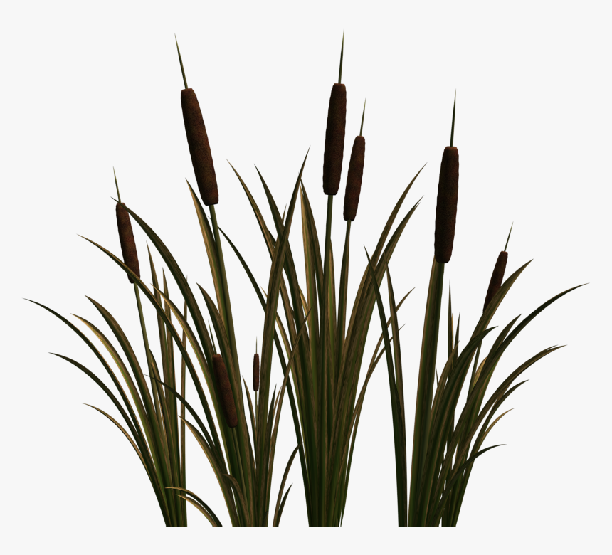 Clip Art Portable Network Graphics Cattail Image Scirpus, HD Png Download, Free Download