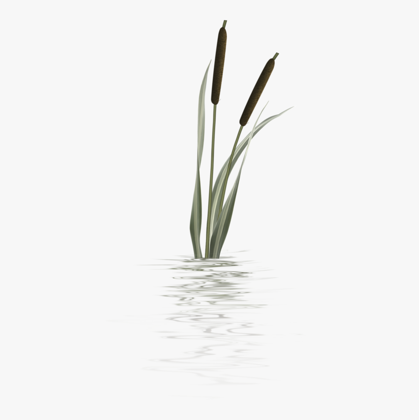 Bulrush Plants Plant Stem Flower Herbaceous Plant, HD Png Download, Free Download