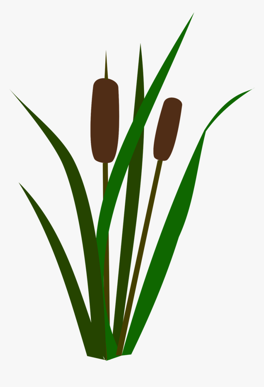 Cattails, Bulrush, Marsh, Nature, HD Png Download, Free Download