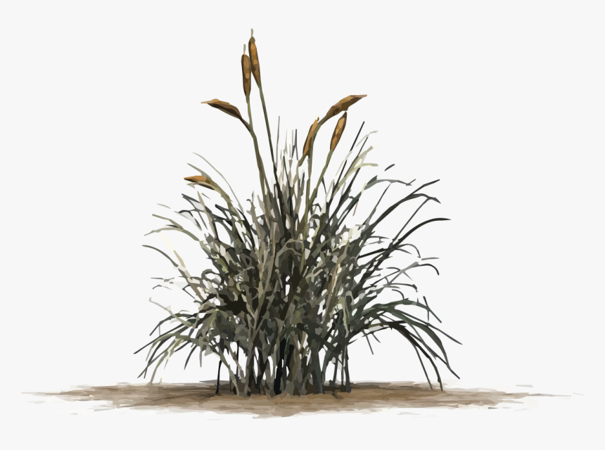 Cat Tail Grass Png, Transparent Png, Png Download, Free Download