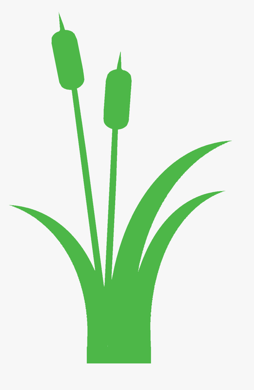 Green Cattails Clipart, HD Png Download, Free Download