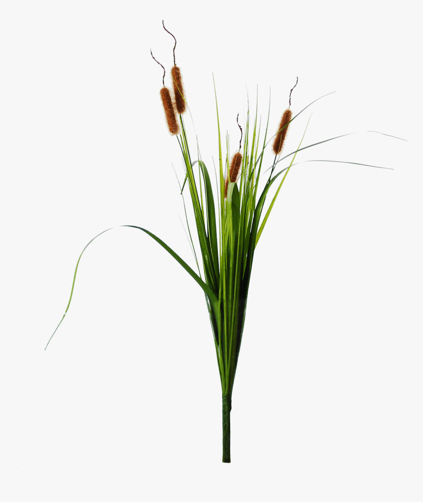 Cattails Png, Transparent Png, Free Download