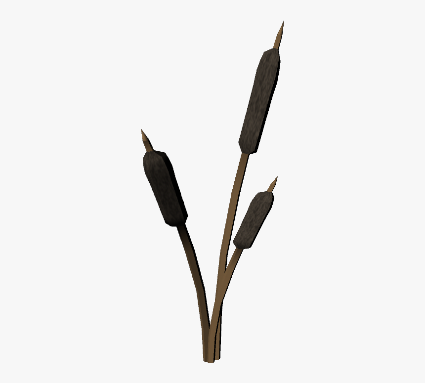 Cattails Png, Transparent Png, Free Download