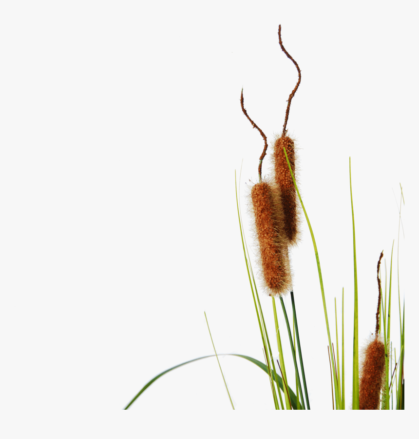 Flowerdutchess Cattail Detail, HD Png Download, Free Download