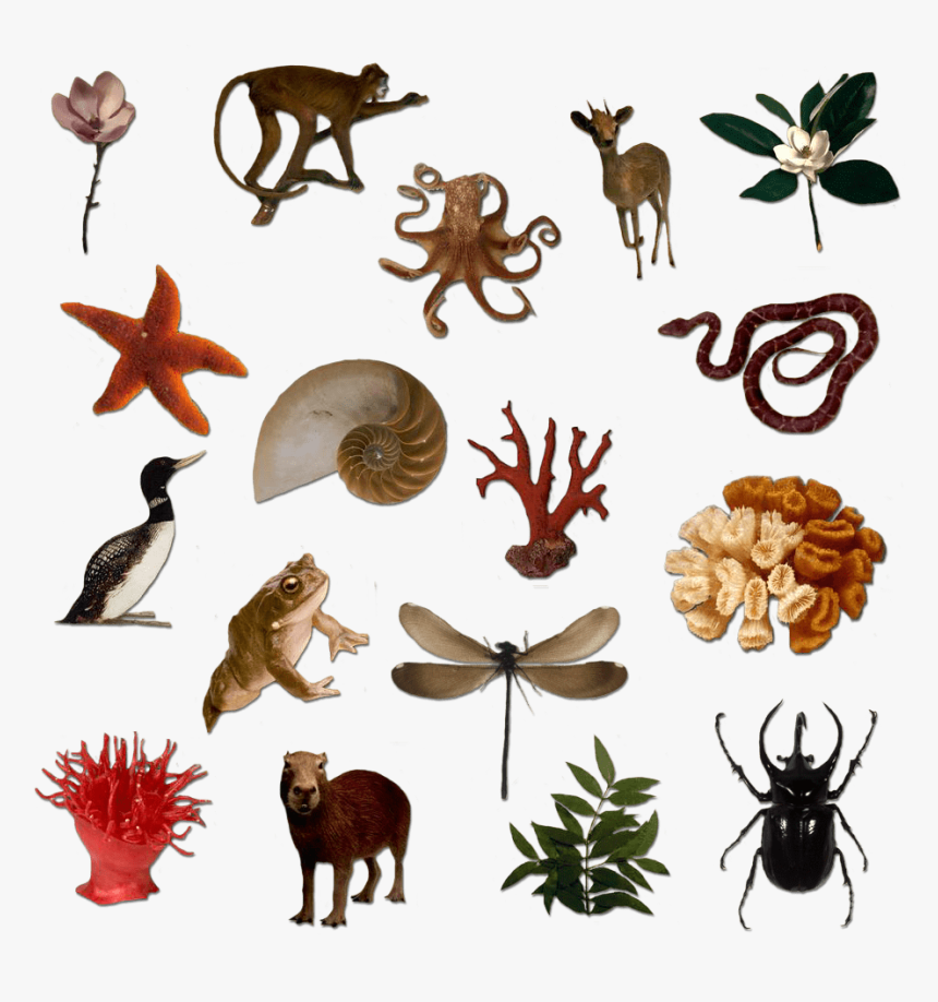 Silhouettes Of Many Living Things, HD Png Download, Free Download
