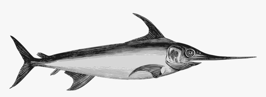 Swordfish Png, Transparent Png, Free Download