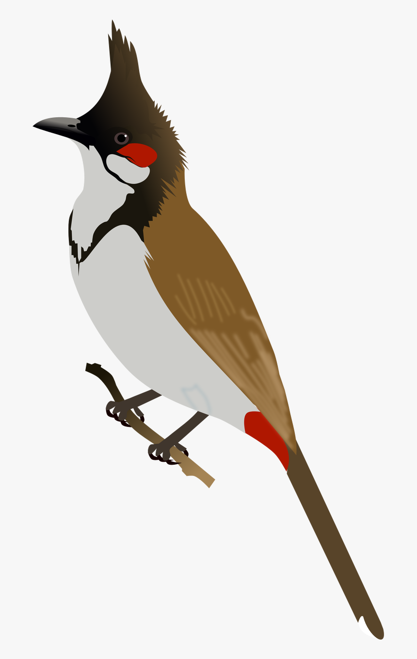 Bulbul Clipart Bird, HD Png Download, Free Download