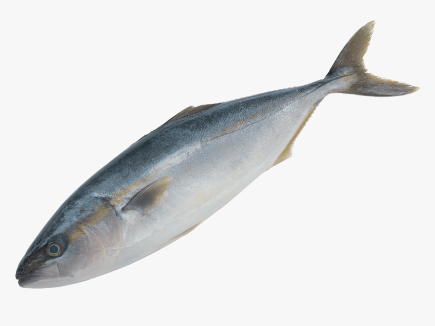 Fish Png Image, Transparent Png, Free Download