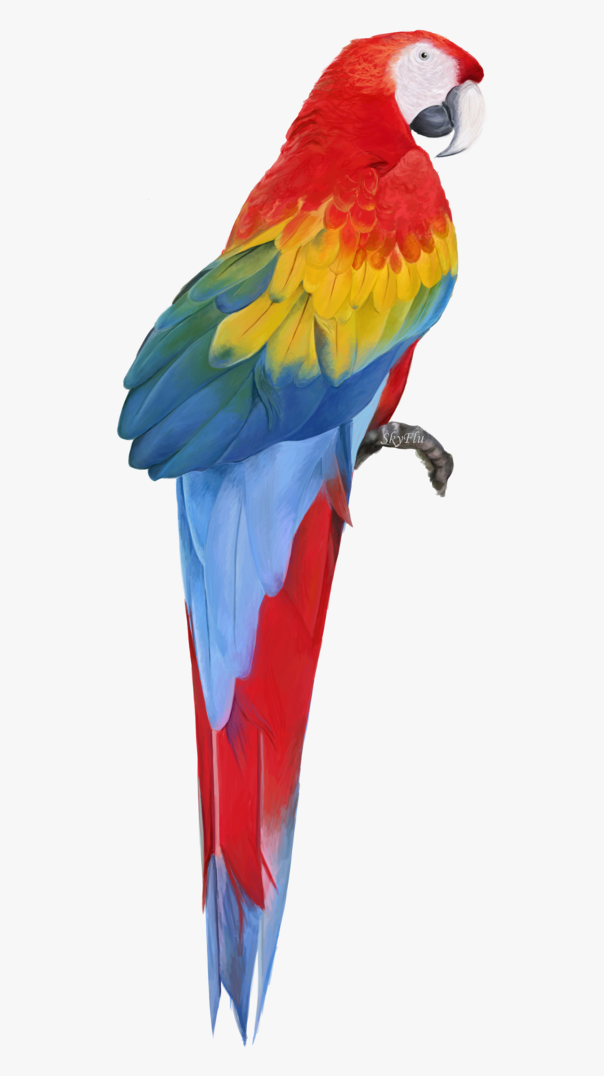 Macaw Free Download Png, Transparent Png, Free Download