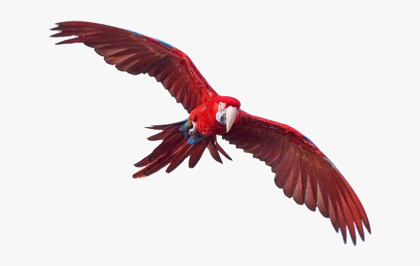 Macaw Free Png Image, Transparent Png, Free Download