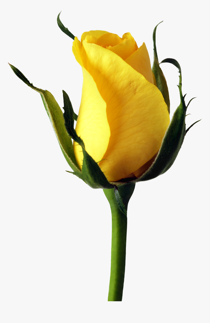 Yellow Rose Transparent, HD Png Download, Free Download