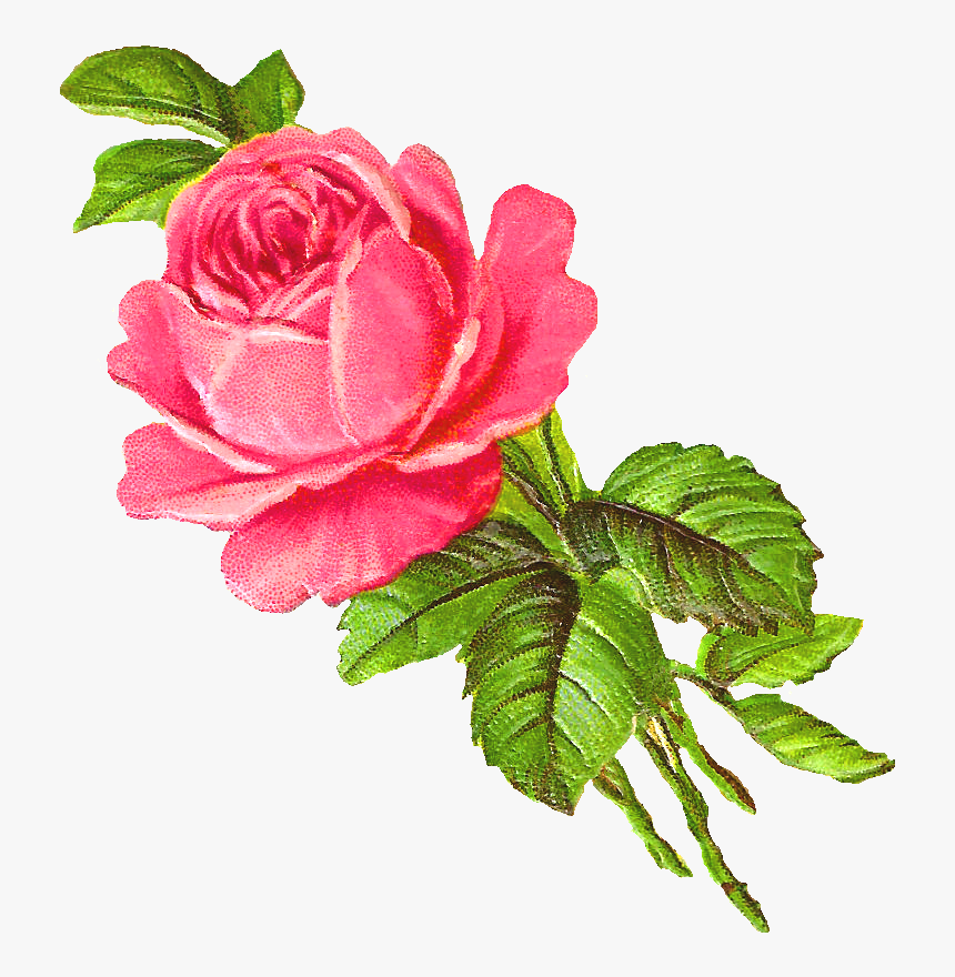 Rose .png, Transparent Png, Free Download