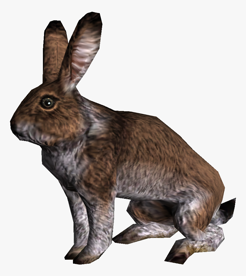 Rabbit, HD Png Download, Free Download