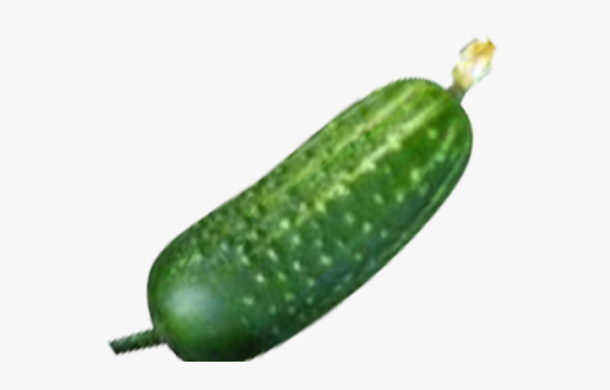 Zucchini Png, Transparent Png, Free Download