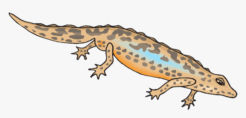 Brown, Blue, Salamander, Leaning, Reptile, Tilted, HD Png Download, Free Download