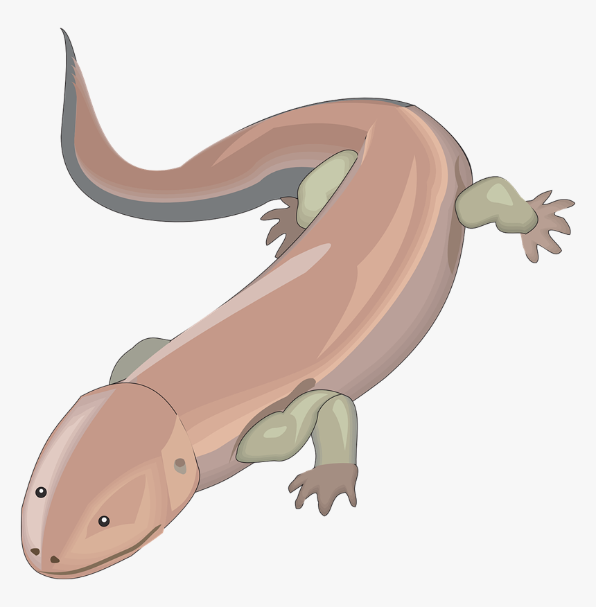Salamander Png Background Image, Transparent Png, Free Download