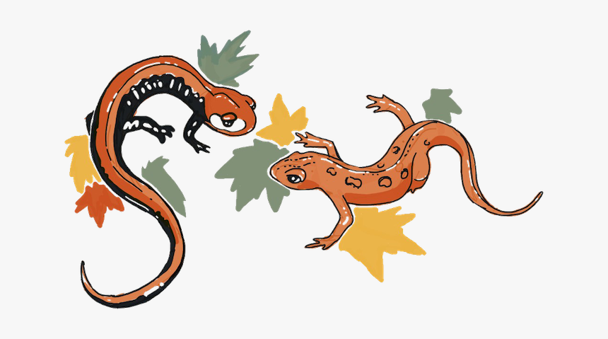 Salamander Png, Transparent Png, Free Download