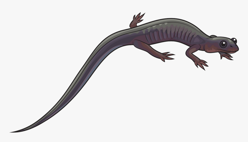 Salamander Png, Transparent Png, Free Download