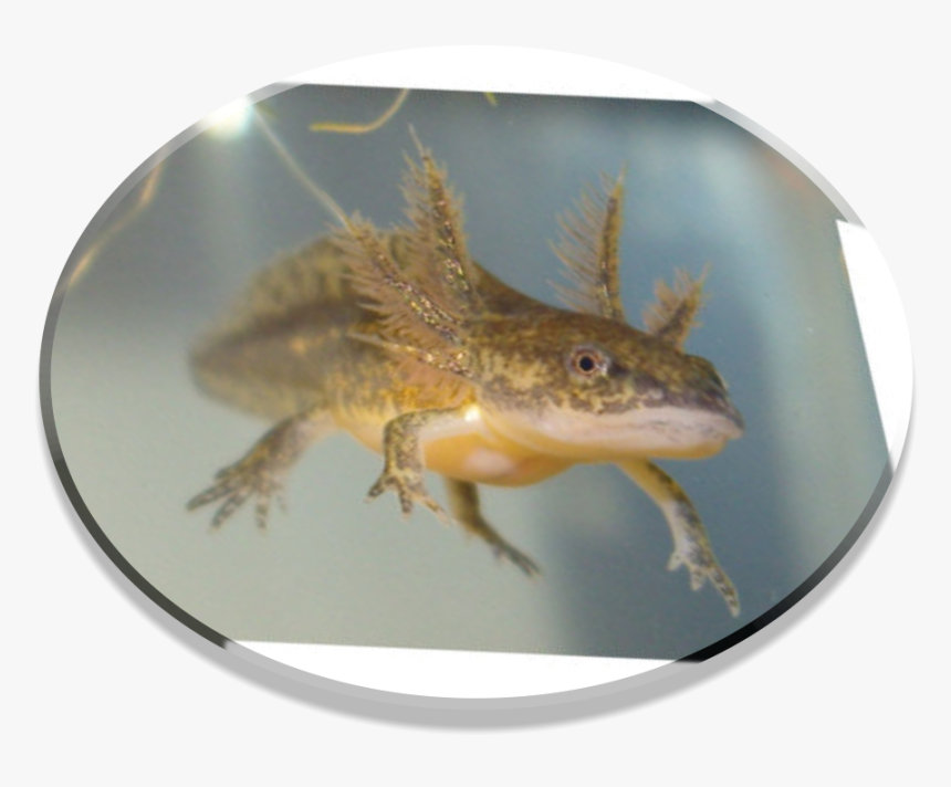 Salamander Png, Transparent Png, Free Download