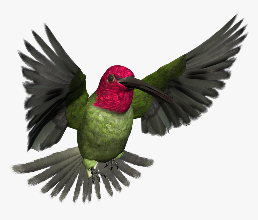 Hummingbird Png Pic, Transparent Png, Free Download