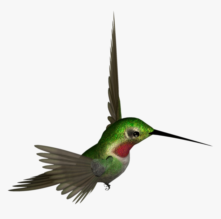 Download Hummingbird Png, Transparent Png, Free Download