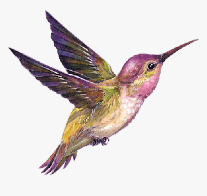 Hummingbird Portable Network Graphics Gif Transparency, HD Png Download, Free Download