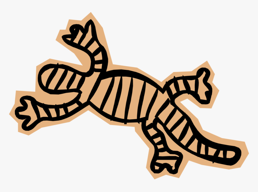 Vector Illustration Of Salamander Lizard-like Amphibian, HD Png Download, Free Download