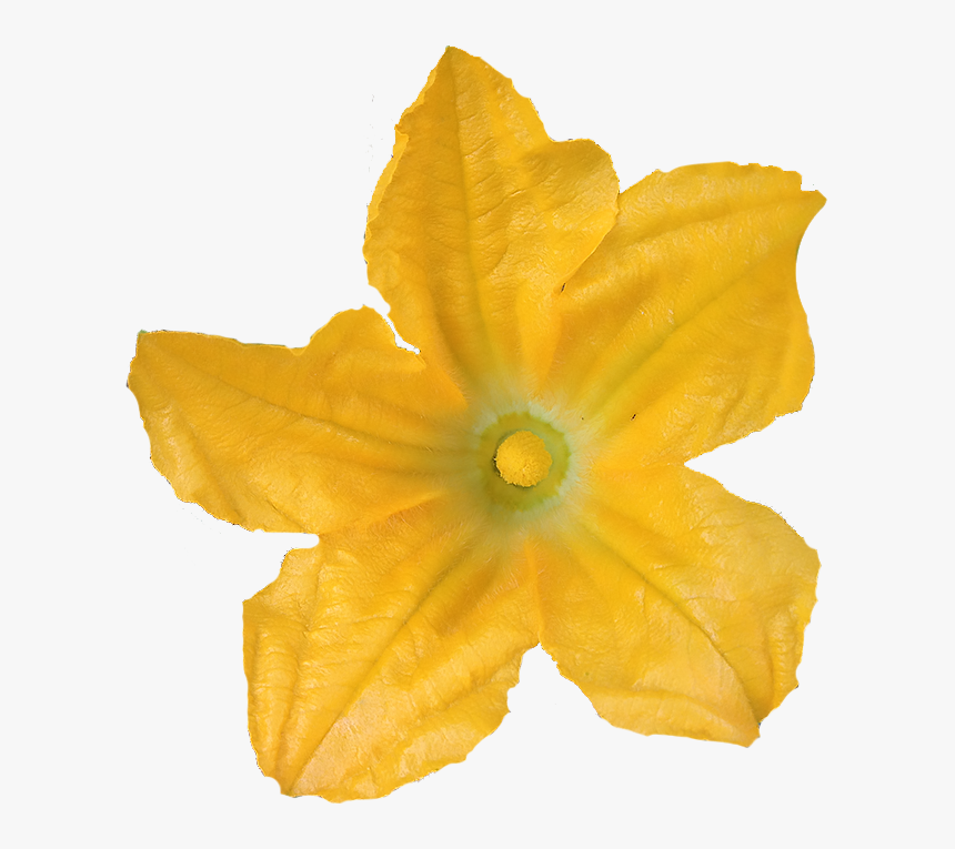 Zucchini Png, Transparent Png, Free Download