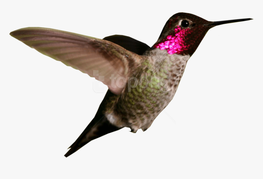 Hummingbird,neck,water Bird, HD Png Download, Free Download