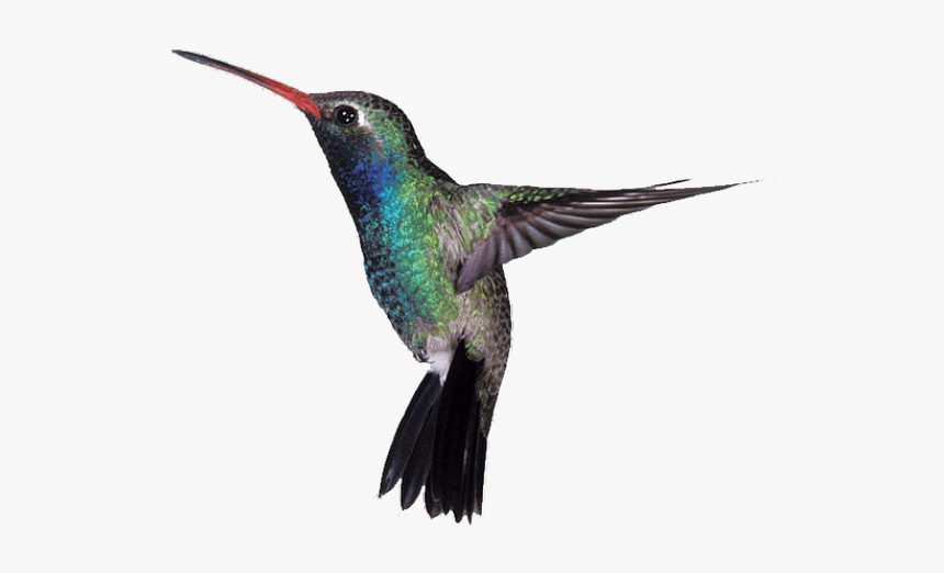 Hummingbird Png Transparent Images, Png Download, Free Download