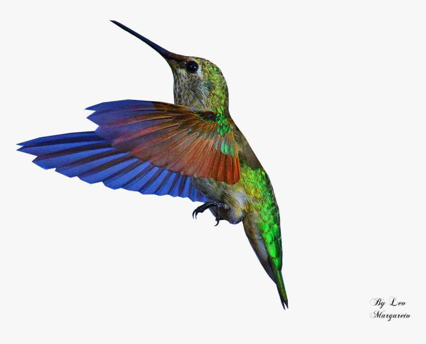 Bee Hummingbird Gif Portable Network Graphics, HD Png Download, Free Download