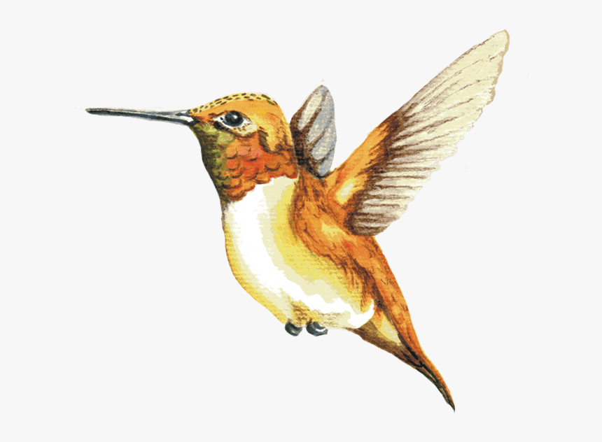 Image Of A Rufous Hummingbird, HD Png Download, Free Download