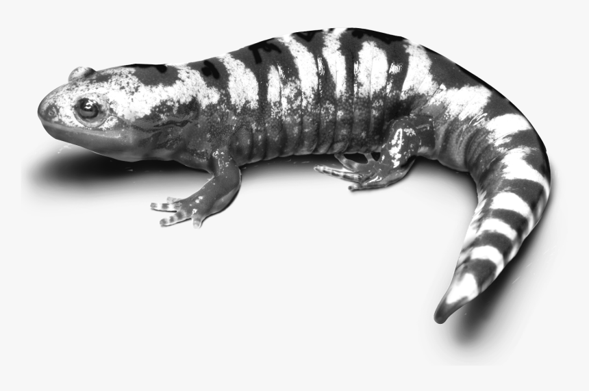 Salamander Png, Transparent Png, Free Download