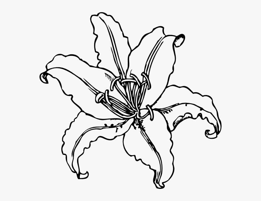 Lilly Clip Art At, HD Png Download, Free Download